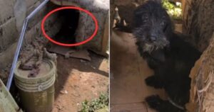 Leia mais sobre o artigo Cachorro Sofreu A Vida Inteira Isolado, Acorrentado A Um Sofá Velho