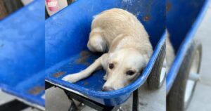 Leia mais sobre o artigo Cão Levado Em Um Carrinho de Mão Para Ser Sacrificado, É Resgatado e Ganha Segunda Chance