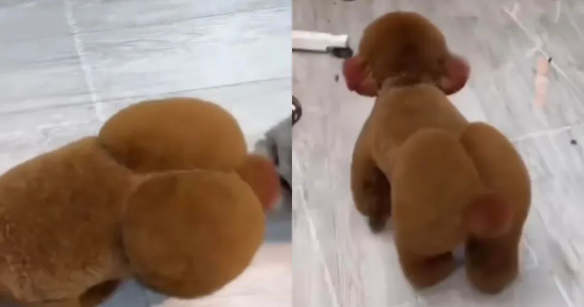 Você está visualizando atualmente Cachorro “Bundudo” Viraliza Nas Redes Sociais