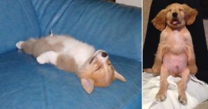 Leia mais sobre o artigo 12 Fotos Hilárias de Cachorros Dormindo Em Posições Engraçadas