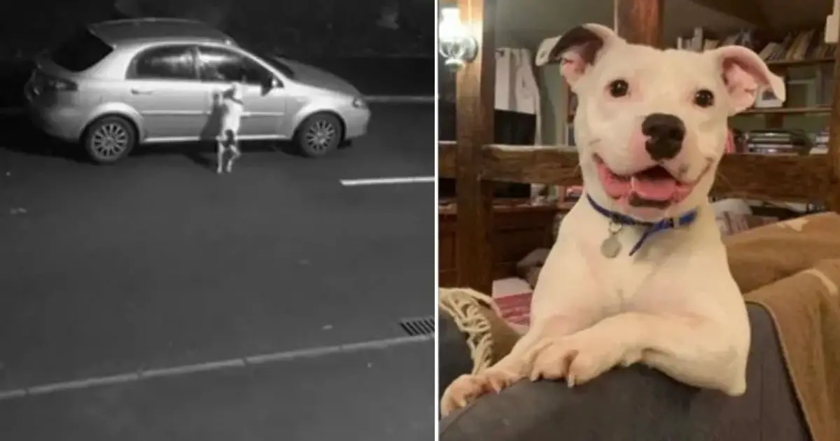 Você está visualizando atualmente Cachorro Que Foi Abandonado na Rua Sorri Novamente em Seu Novo Lar