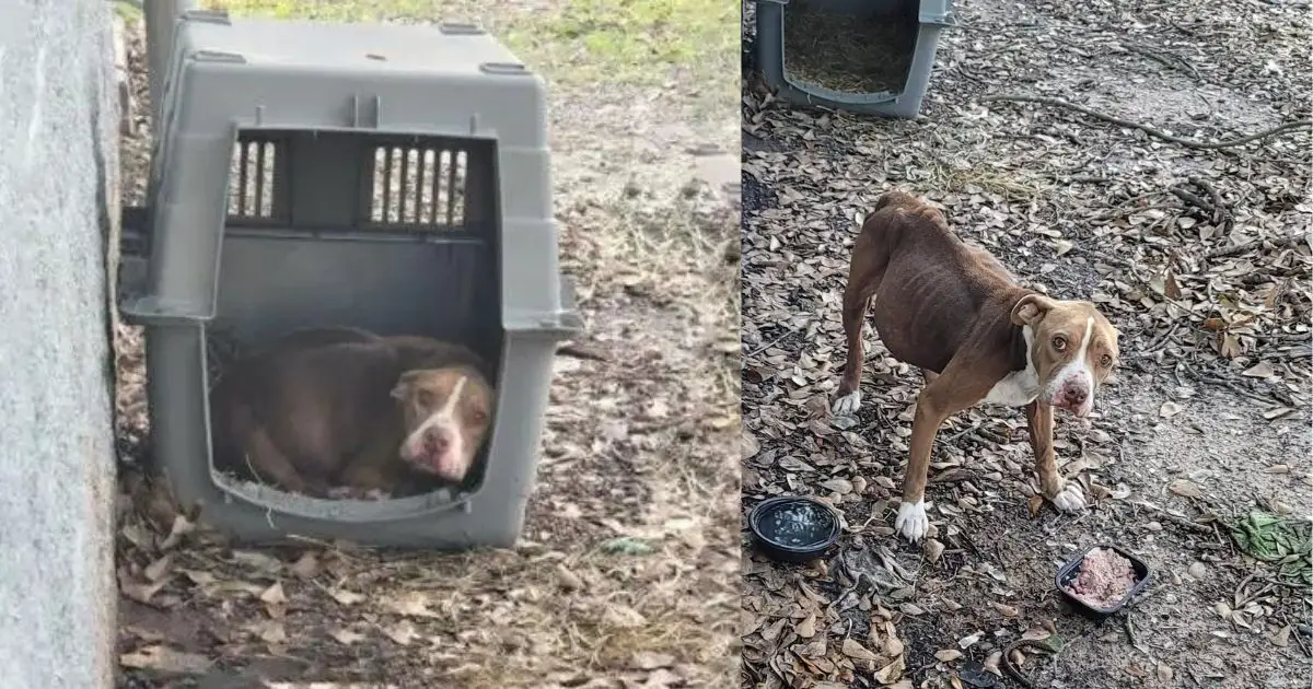 Você está visualizando atualmente Cachorro Comia De Tudo Para Sobreviver, Após Ter Sido Abandonado Cruelmente