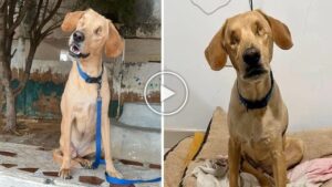 Leia mais sobre o artigo Pai Cachorro Foi “Cegado” e Abandonado Ao Ficar Sem Utilidade Numa “Fábrica de Cães”