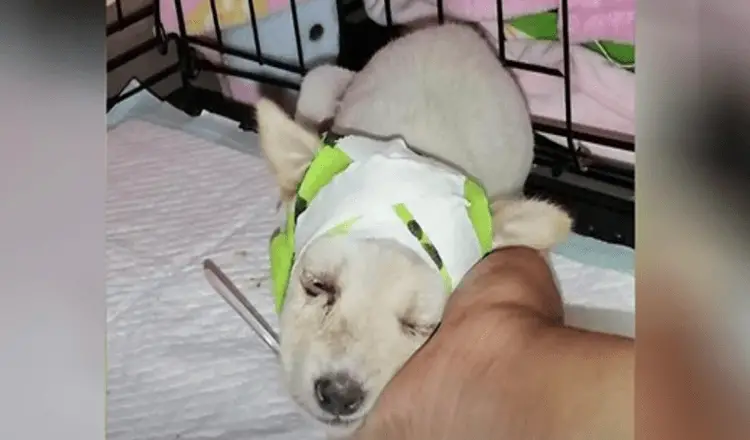 Você está visualizando atualmente Cachorro de Rua Com Crânio Quebrado Surpreende Veterinários Ao Acordar Pronto Para Uma Vida Nova