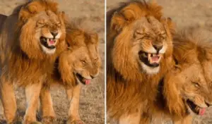 Leia mais sobre o artigo Dupla de leões é capturada na câmera rindo no Parque Nacional Masai Mara, no Quênia