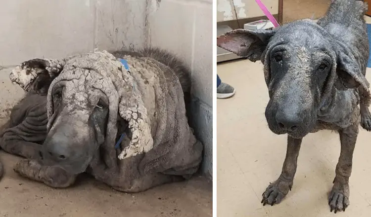 Você está visualizando atualmente “Cachorro estátua” entrou em abrigo, ficou no canto e não conseguia se mexer