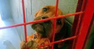 Leia mais sobre o artigo Abrigo compartilhou foto de cachorro chorando de verdade porque nenhum adotante a escolhe