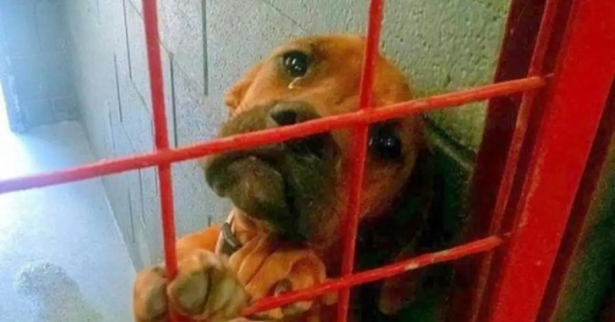 Você está visualizando atualmente Abrigo compartilhou foto de cachorro chorando de verdade porque nenhum adotante a escolhe