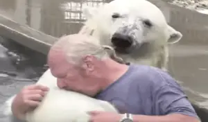 Leia mais sobre o artigo Homem nada com um urso polar branco que ele criou por mais de duas décadas