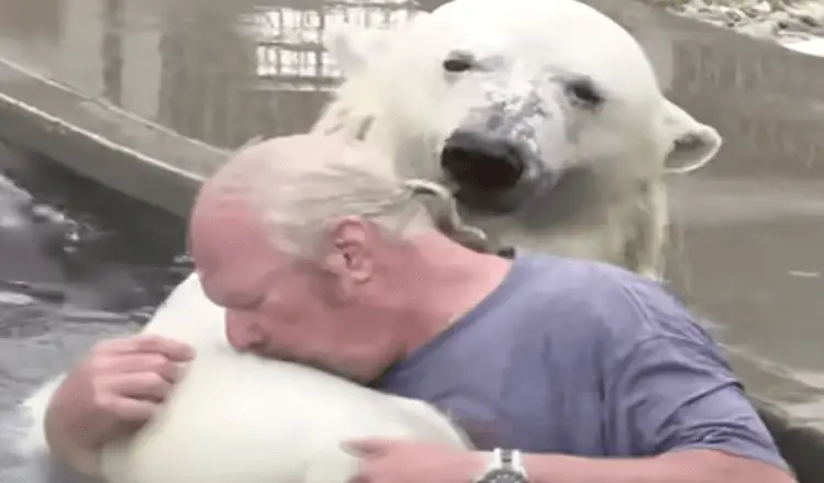 Você está visualizando atualmente Homem nada com um urso polar branco que ele criou por mais de duas décadas