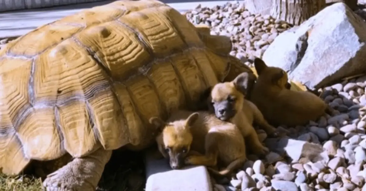 Você está visualizando atualmente Cachorros Abandonados Fazem Amizade Com Tartaruga Gigante Solitária