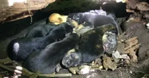 Leia mais sobre o artigo Mesmo Com Perna Quebrada, Mamãe Cachorro Carrega Seus 13 Filhotes Para Esconderijo