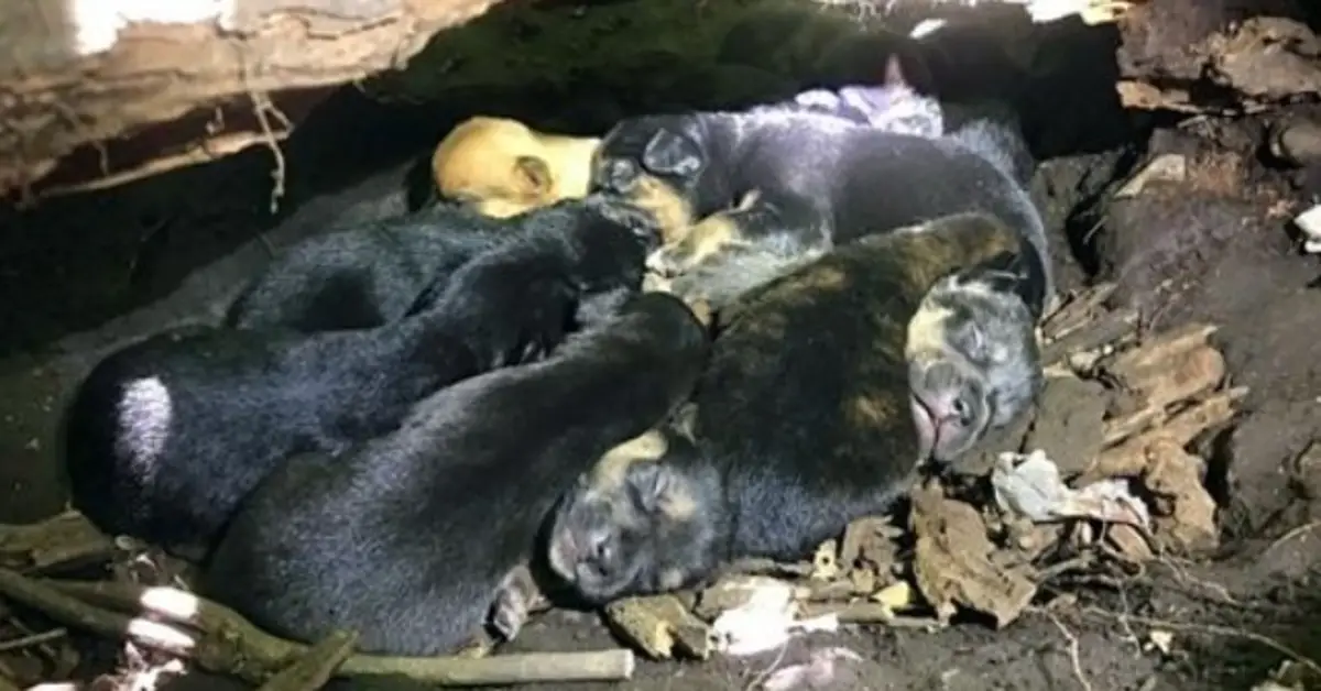 Você está visualizando atualmente Mesmo Com Perna Quebrada, Mamãe Cachorro Carrega Seus 13 Filhotes Para Esconderijo