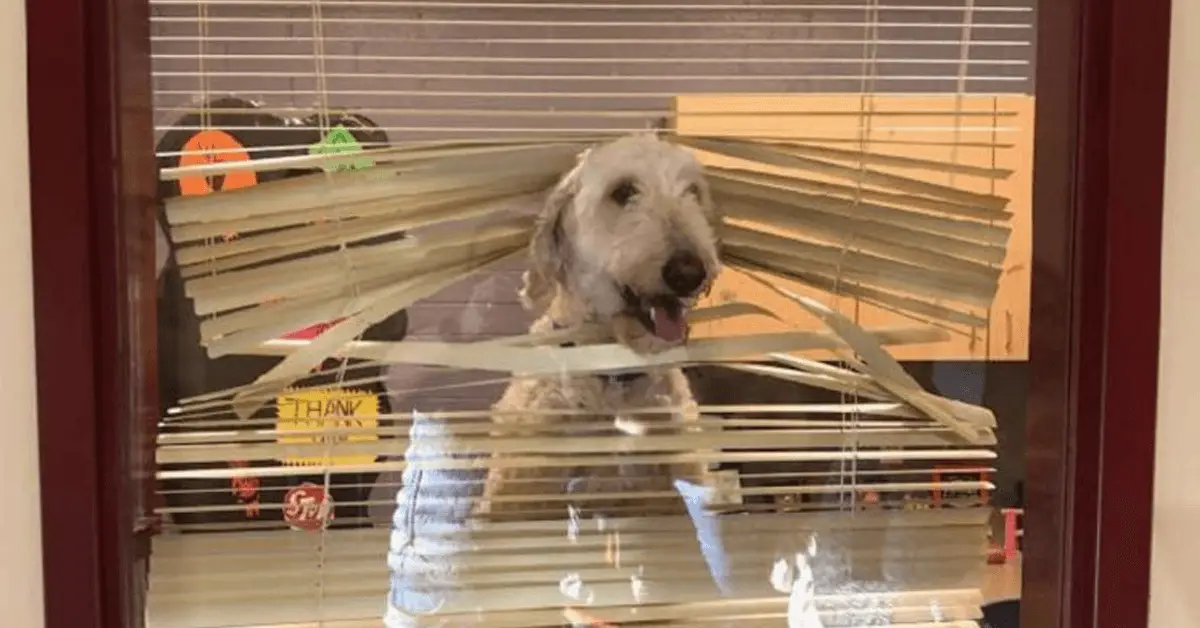 Você está visualizando atualmente Cachorro segue crianças até a escola e é flagrado dentro da sala do diretor