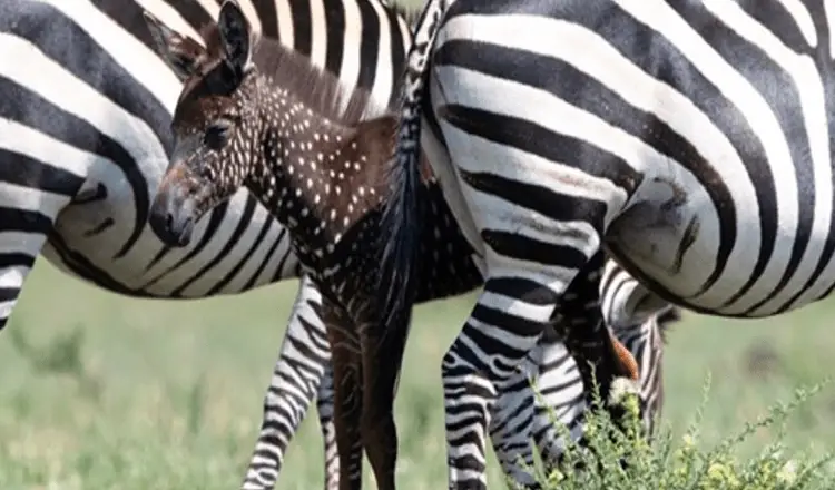 Você está visualizando atualmente Bebê zebra nasce com pontos em vez de listras