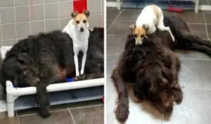 Leia mais sobre o artigo Depois de perderem suas casas, esses dois cachorros não param de se abraçar no abrigo