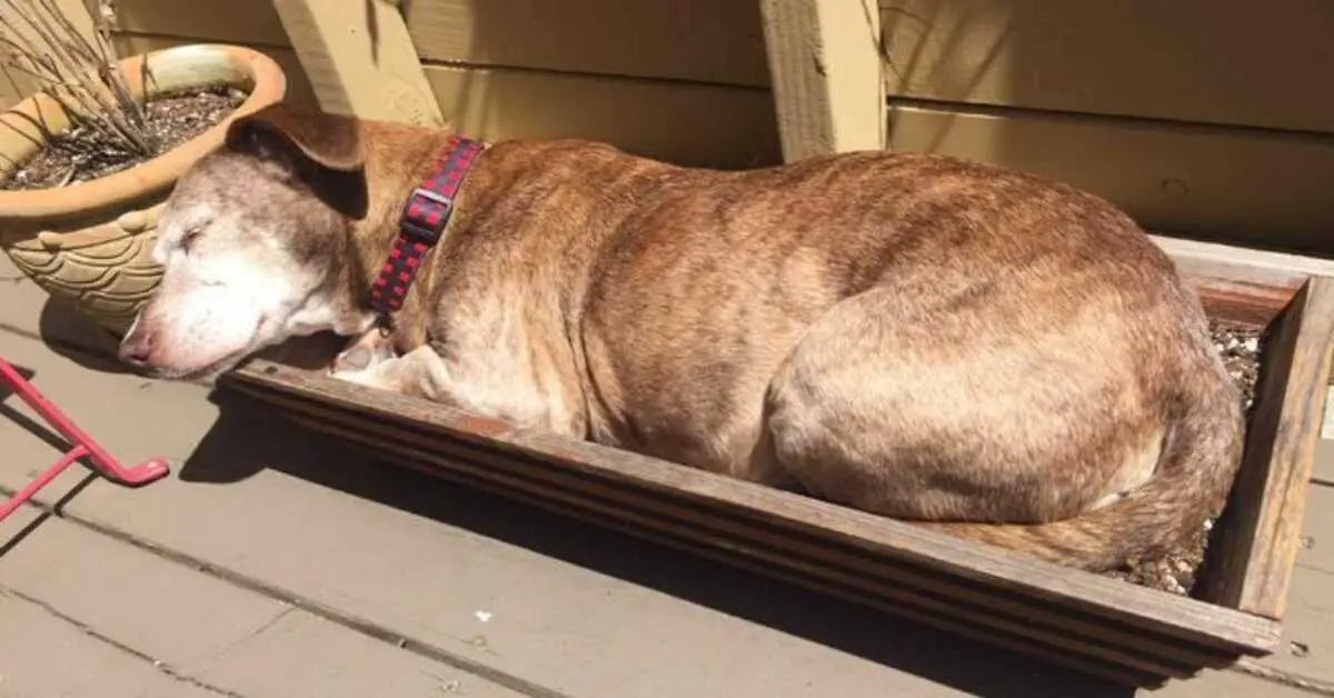 Você está visualizando atualmente Depois de 11 anos na rua, cachorro surdo finalmente está seguro