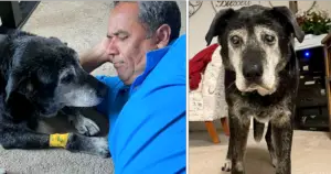 Leia mais sobre o artigo Homem Adota Cão de 16 Anos, Somente Para Garantir Amor Nos Seus Últimos Momentos de Vida