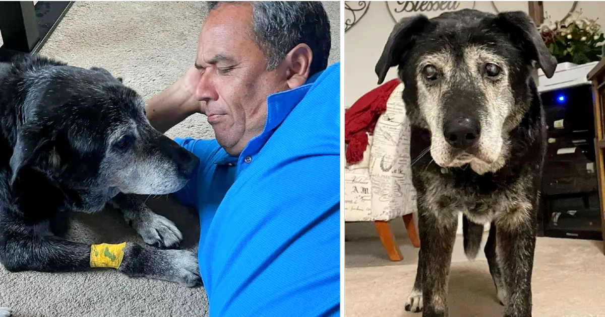 Você está visualizando atualmente Homem Adota Cão de 16 Anos, Somente Para Garantir Amor Nos Seus Últimos Momentos de Vida