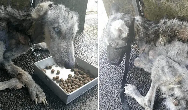 Você está visualizando atualmente Homem Encontra Husky Em Pele e Osso e o Ajuda a Se Recuperar