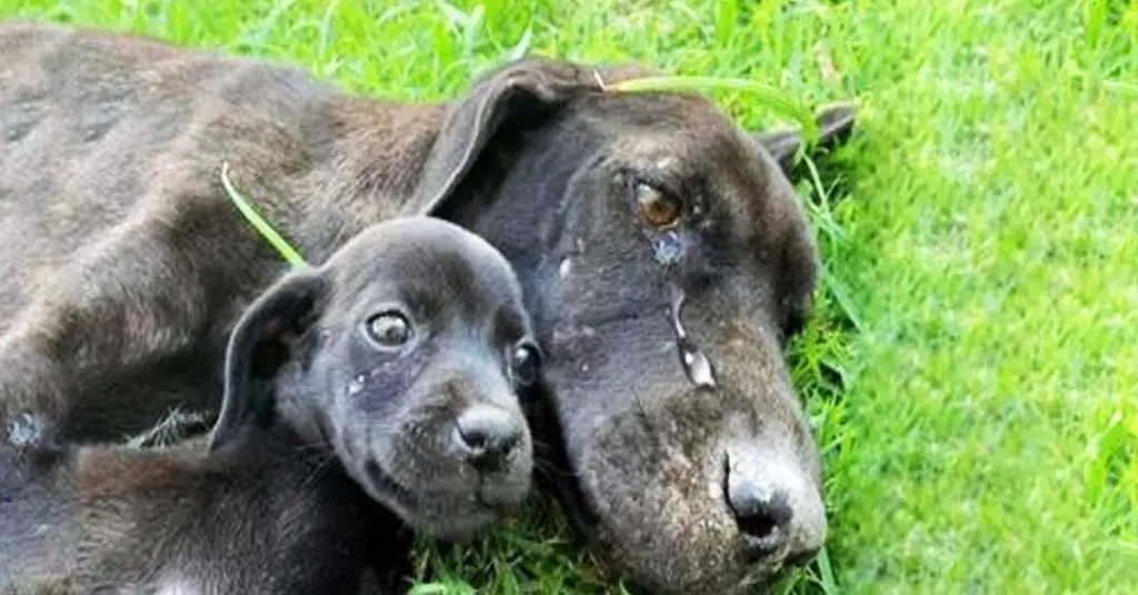 Você está visualizando atualmente Cachorra Exausta É Encontrada Chorando Por Não Conseguir Cuidar De Seus Filhotes