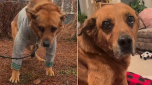 Leia mais sobre o artigo Família Abandona Cachorro Após 13 Anos e Considera Eutanásia Apenas Por Estarem se Mudando