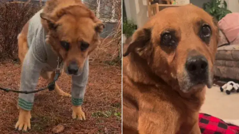 Você está visualizando atualmente Família Abandona Cachorro Após 13 Anos e Considera Eutanásia Apenas Por Estarem se Mudando