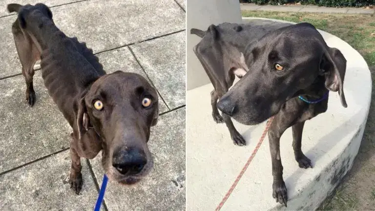 Você está visualizando atualmente Cachorro Esquelético Que Comia Galhos e Pedras Para Sobreviver Finalmente É Resgatado