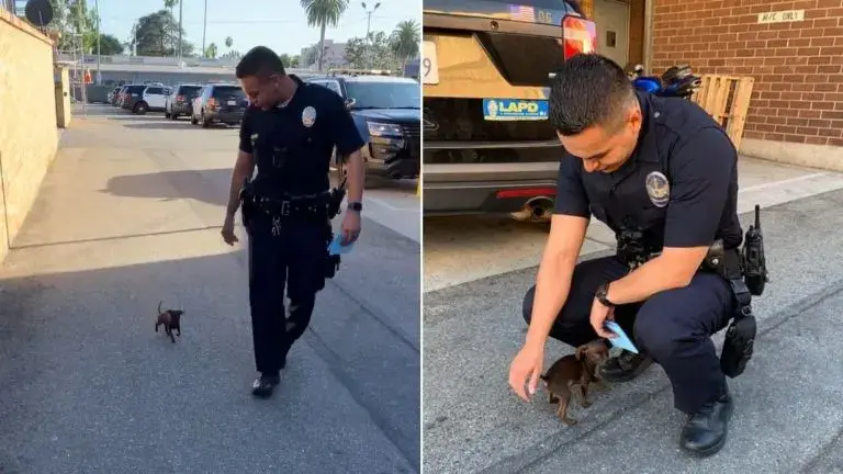 Você está visualizando atualmente Policial Resgata Cachorro Incrivelmente Minúsculo e Indefeso na Rua