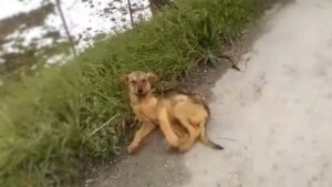 Leia mais sobre o artigo Cachorrinho Ferido Estava Deitado Na Beira da Estrada, Implorando Para Ser Resgatado