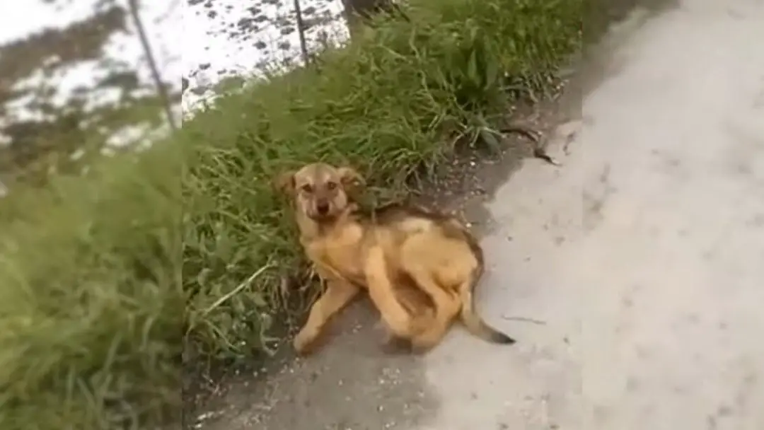 Você está visualizando atualmente Cachorrinho Ferido Estava Deitado Na Beira da Estrada, Implorando Para Ser Resgatado