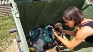 Leia mais sobre o artigo Doce Cão Deixado Para Morrer Numa Caçamba de Lixo É Milagrosamente Encontrado