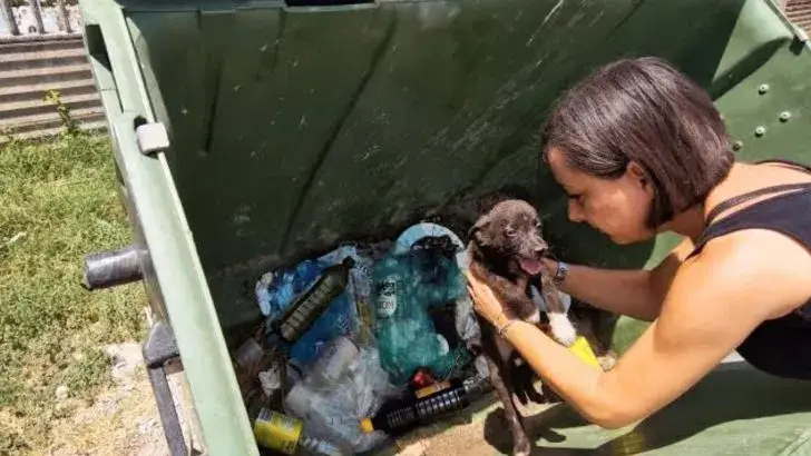 Você está visualizando atualmente Doce Cão Deixado Para Morrer Numa Caçamba de Lixo É Milagrosamente Encontrado