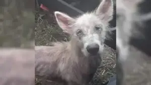 Leia mais sobre o artigo Cachorro Abandonado e Com Muita Fome Implora a Caminhoneiro Que o Resgate