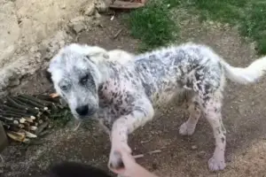 Leia mais sobre o artigo Cachorro Abandonado e Ferido Se Recusa a Ser Salvo Sem Seu Amigo de Rua