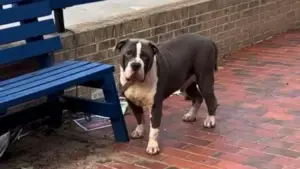 Leia mais sobre o artigo Cachorro Abandonado Fica Amarrado em Banco Esperando Que Alguém Veja Ele