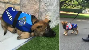 Leia mais sobre o artigo Cachorro Policial “Demitido” Por Ser Muito Amigável, Consegue Emprego Muito Melhor