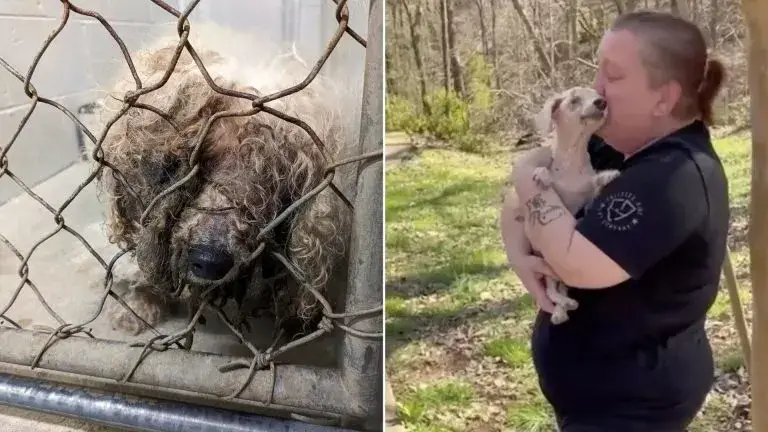 Você está visualizando atualmente Cachorro Cego Não Consegue Conter Alegria Ao Cheirar Sua Família Perdida Após Anos