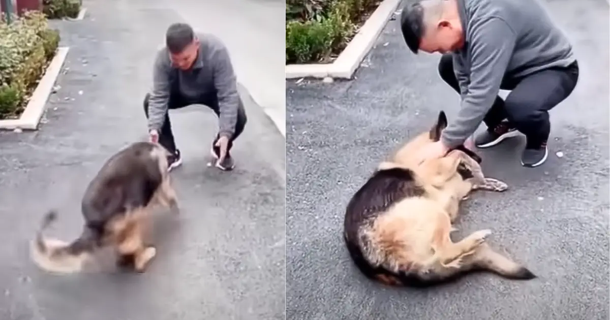 Você está visualizando atualmente Cachorro Policial ‘Chora’ Após Reencontro Com Parceiro Que Não Via Há Anos