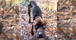 Leia mais sobre o artigo Cachorro Precioso Com Olhos Cheios de Tristeza É Resgatado de Um Dono Sem Coração