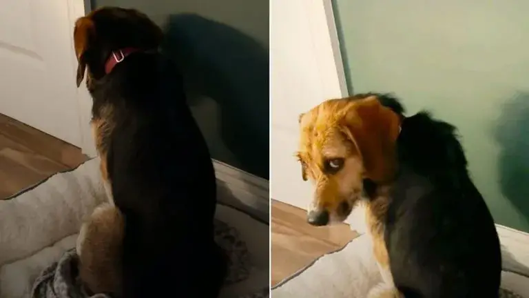 Você está visualizando atualmente Cachorro Amedrontado Pelo Passado, Finalmente Entende Que Agora Está Seguro