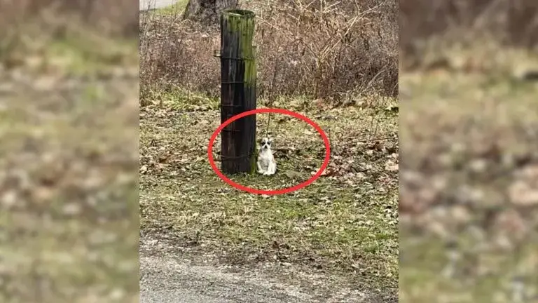 Você está visualizando atualmente Motorista Se Entristece Ao Olhar Pela Janela e Notar Pequena Criatura Amarrada Na Árvore