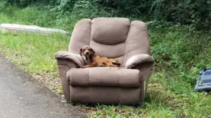 Leia mais sobre o artigo Cachorro Abandonado Com Sofá e TV Fica Imóvel na Esperança de Que Seus Donos Voltem