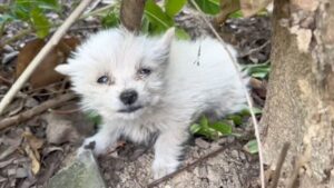 Leia mais sobre o artigo Pobre Cãozinho Chorava de Desespero Sozinho Até Pessoas Boas O Salvarem