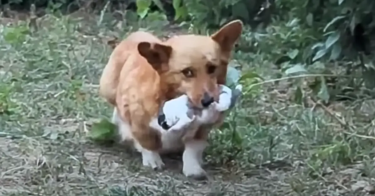 Você está visualizando atualmente Mãe Cachorro Leva Seu Filhote Para Um Homem Implorando Por Ajuda