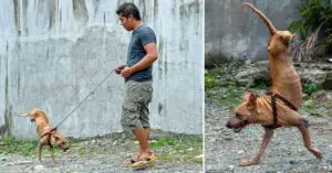 Leia mais sobre o artigo Homem Adota Cachorro Deficiente e o Ajuda a Andar Com Apenas 2 Patas