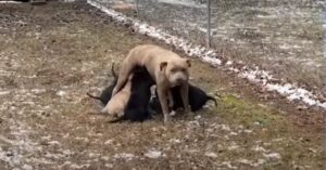 Leia mais sobre o artigo Mãe Cachorro Fica Sem Saber Como Agradecer Mulher Por Salvar Seus Filhos