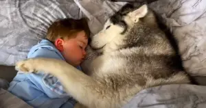 Leia mais sobre o artigo Husky Se Recusa a Largar Bebê Na Hora de Dormir e Vídeo Viraliza