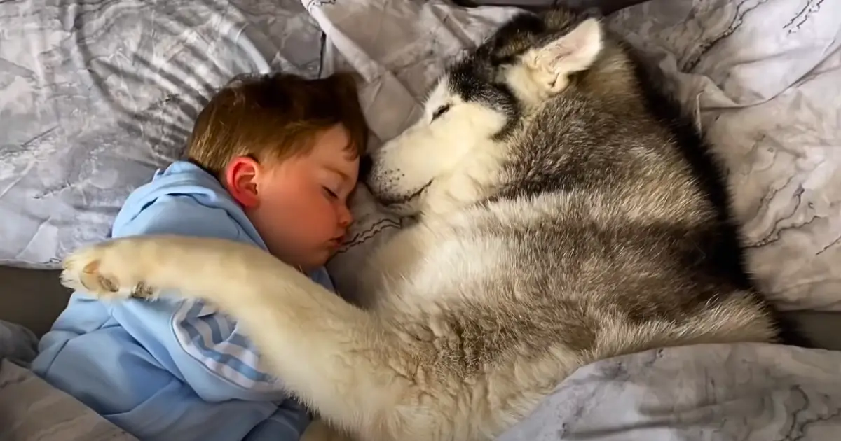 Você está visualizando atualmente Husky Se Recusa a Largar Bebê Na Hora de Dormir e Vídeo Viraliza