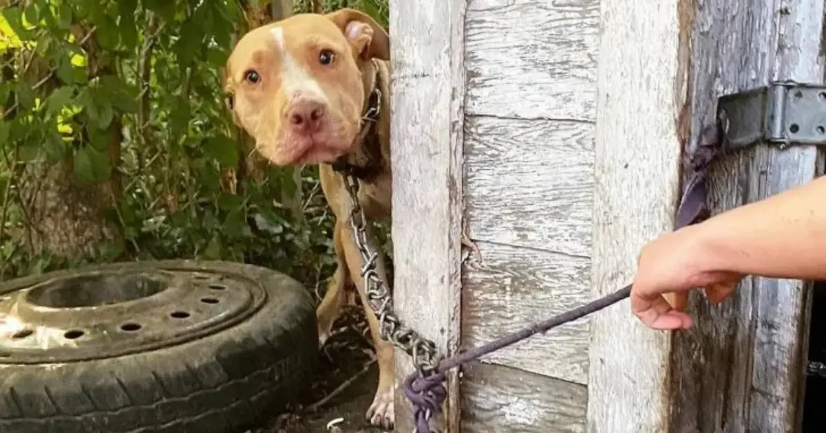 Você está visualizando atualmente Cachorro Abandonado e Acorrentado Não Consegue Conter Emoção Ao Ser Resgatado